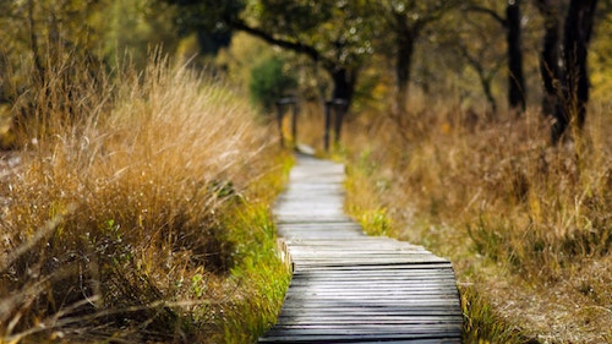 adventure-boardwalk-countryside-daylight-289327